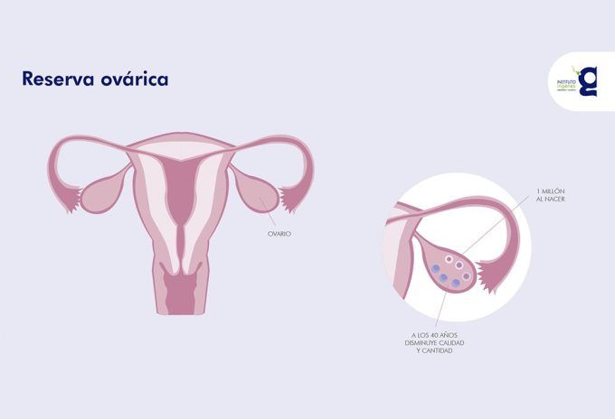 como-saber-cual-es-mi-reserva-ovarica-blog-ingenes-ovulos-al-nacer